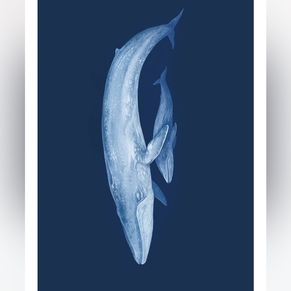 NEW Oceanarium Postcards by Teagan White and Loveday Trinick - Multicolor RARE - Picture 4 of 9